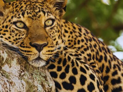 Amaneceres de Kenia